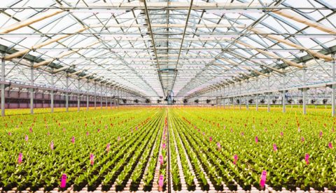 Go Green Agriculture Patterson greenhouse