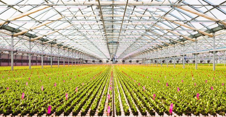 Go Green Agriculture Patterson greenhouse