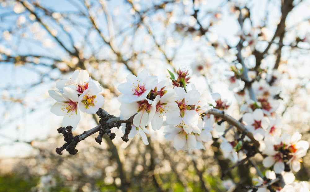 Almond Tree Bloom