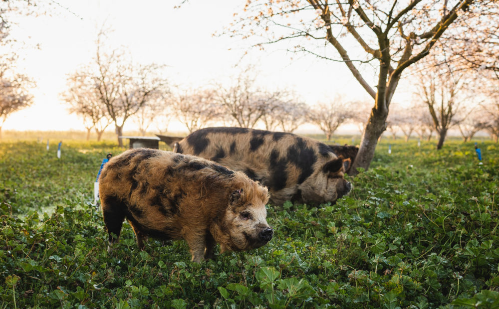 Pigs grazing in Orchard at O'Crowley Family Farm