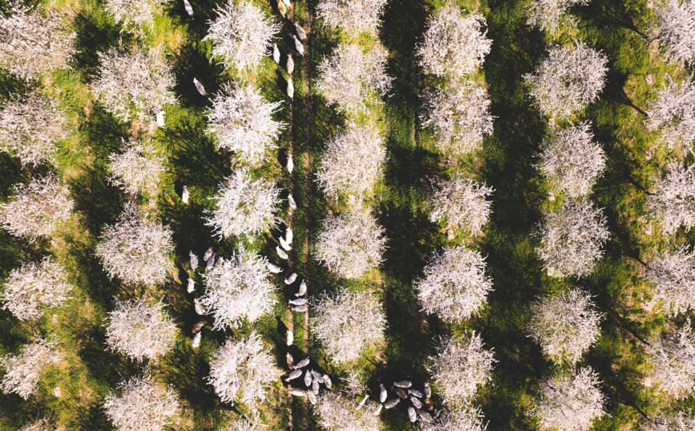 Almond trees in bloom at O'Crowley Family Farm