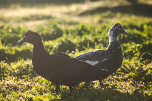 Sanitation ducks at O'Crowley Family Farms