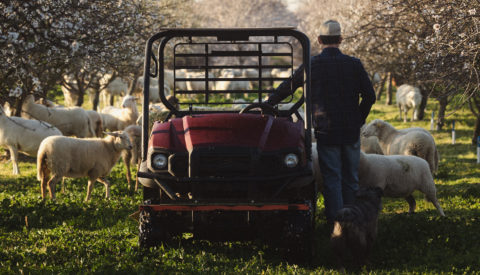 Grazing animals at O'Crowley Family Farms