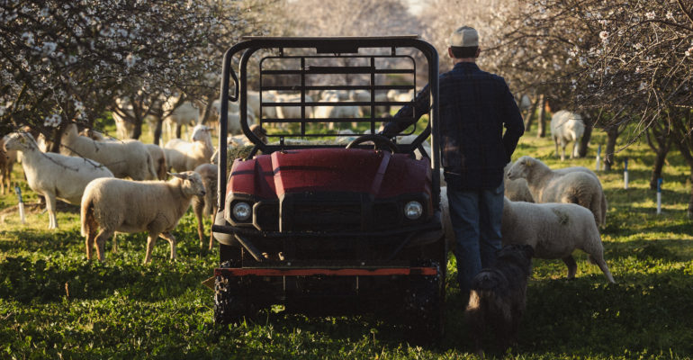 Grazing animals at O'Crowley Family Farms