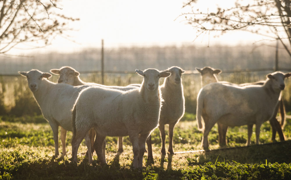 Grazing Sheep in Almond Orchard