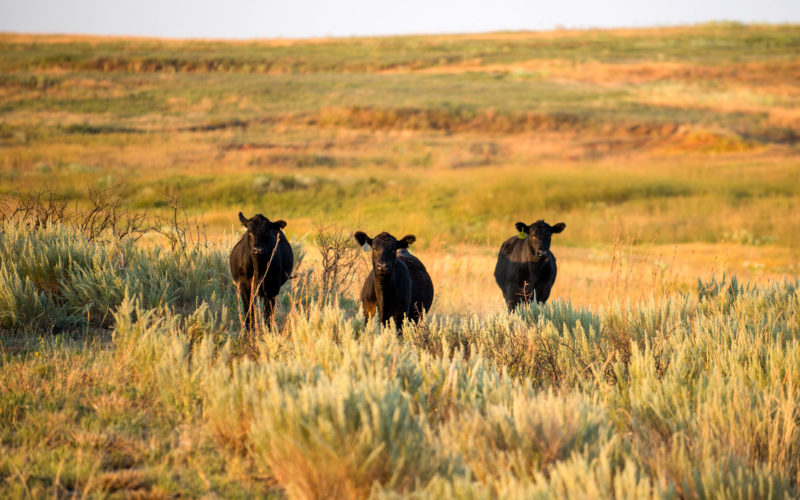 Cattle on Grass in Southwest Kansas