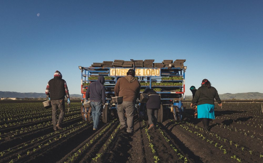 Gathering seedlings