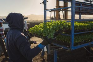 Workers planting produce at Spinaca Farms