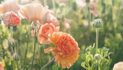 Flower Fields