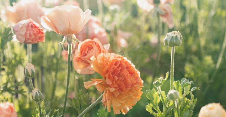 Flower Fields