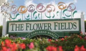The Flower Fields Sign at Carlsbad Ranch