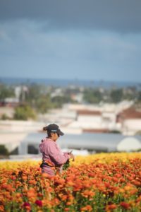 Worker picking flowers at Flower Fields