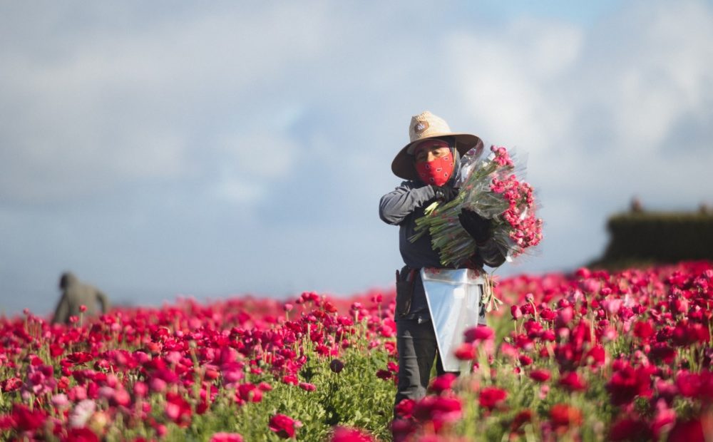 Gathering flowers