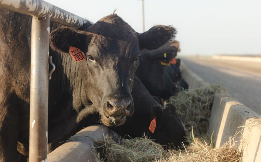 Cattle on feed at Poky feeders