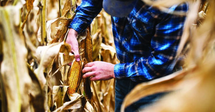 Man checking corn crop health