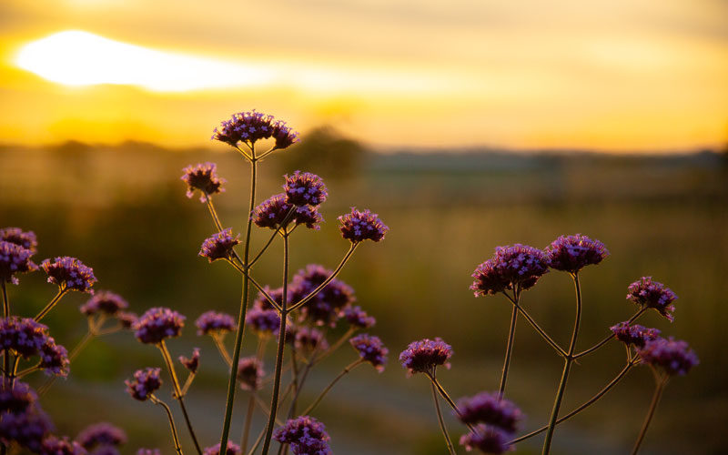 flower blossoms at sunset