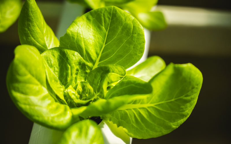 Bloom of lettuce on treasury management and ag funds page