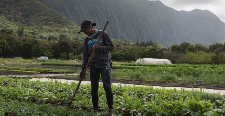Community Impact investments help beginning farmers at GoFarm Hawaii thrive