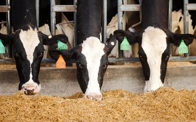 Holstein cows eating silage