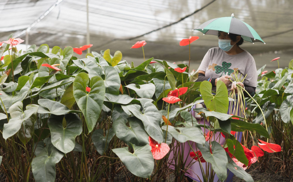 Worker collecting flowers at Green Point Nurseries