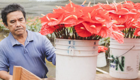 Green Point Nurseries worker sorting flowers into 5 gallon buckets