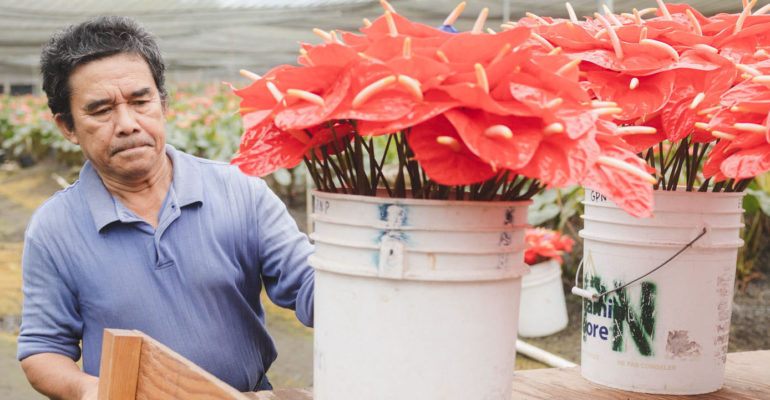 Green Point Nurseries worker sorting flowers into 5 gallon buckets