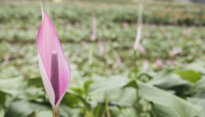 Purple flower at Green Point Nurseries