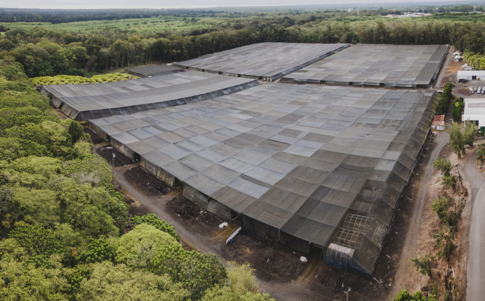 Overhead view of Green Point Nurseries