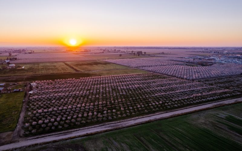 Sun rising over almond orchard