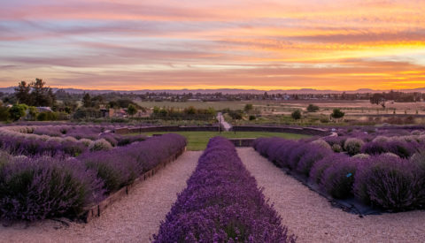 Bees N Blooms Lavender Labyrinth