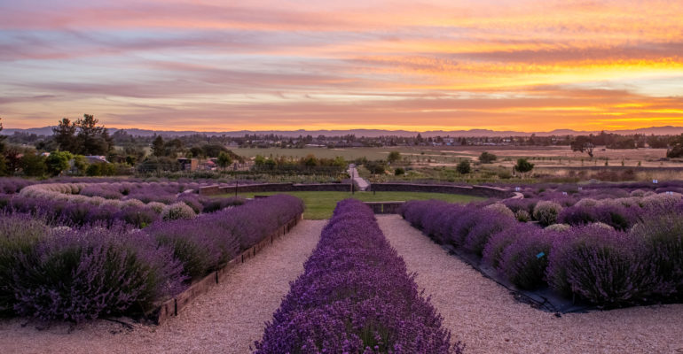 Bees N Blooms Lavender Labyrinth