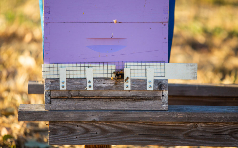 Bee entering hive box at Bees N Blooms