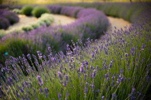 Lavender growing at Bees N Blooms