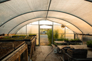 Bees N Blooms greenhouse