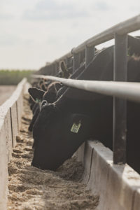 Cows eating at bunk at Triangle H