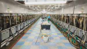 Royal Farms Dairy milking parlor