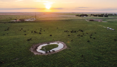 Sunset over pasture at Triangle H