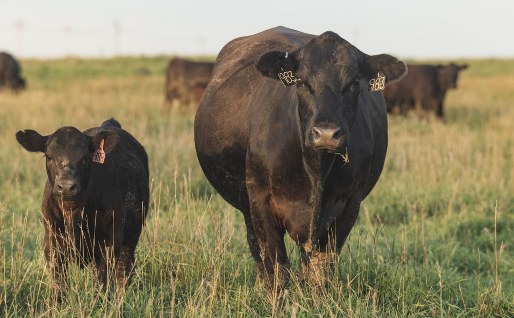 Cow and calf on pasture at Triangle H