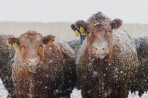 Red cows standing in snow at Magnum Feedyard cattle feeding