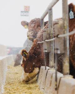 Cows eating at feedbunk at Magnum Feedyard