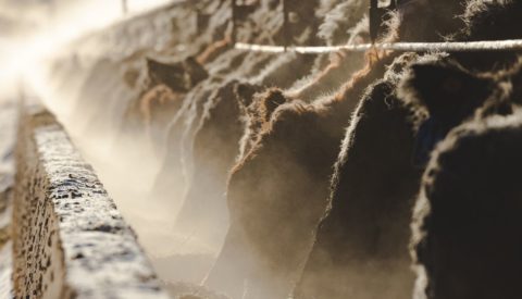 Magnum Feedyard on a cold January morning