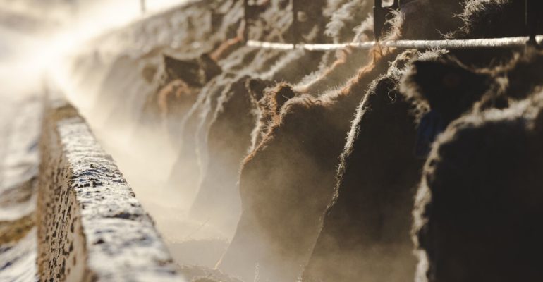 Magnum Feedyard on a cold January morning