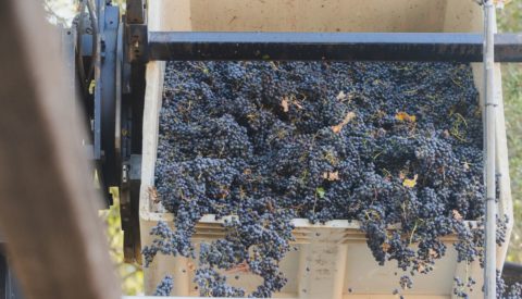 Grapes rolling off a conveyer, future of wine industry