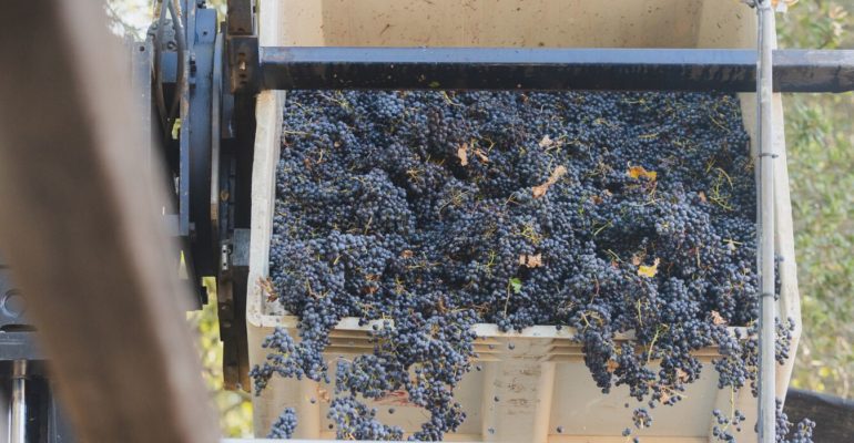 Grapes rolling off a conveyer, future of wine industry