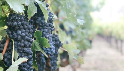 Vineyard grapes