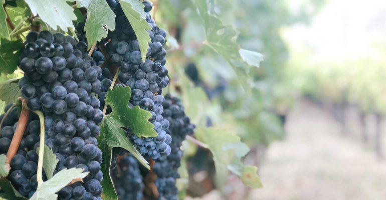 Vineyard grapes