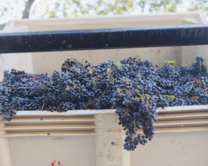 Chappellet Winery grape harvest