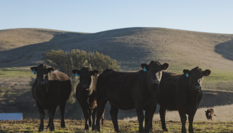 Stemple Creek Ranch Cattle