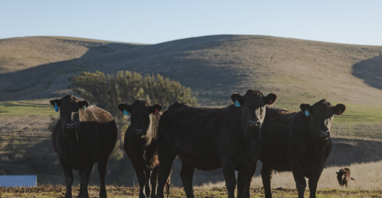 Stemple Creek Ranch Cattle