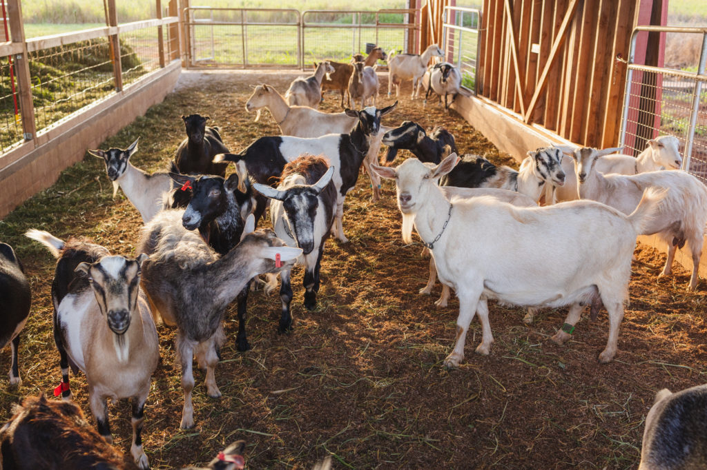 Sweet Land Farms_Goats
